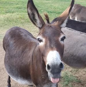 Meet your Posher, Tabatha